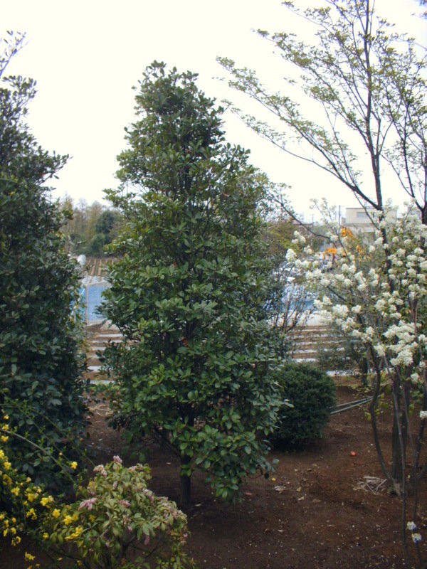 モッコク 有限会社 小雀園芸