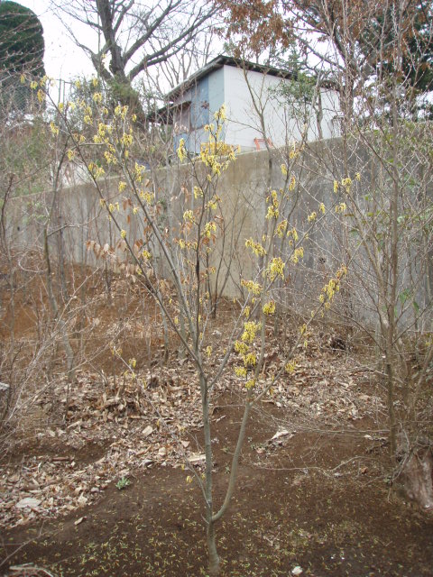 マンサク 有限会社 小雀園芸