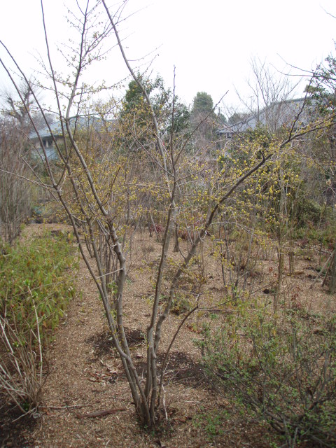 アブラチャン 有限会社 小雀園芸